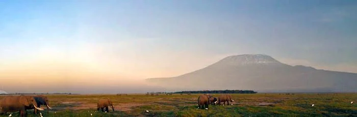Landscape and animals in Africa