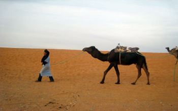Kamel in der Sahara